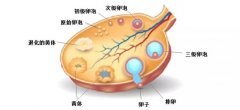 优势卵泡的标准