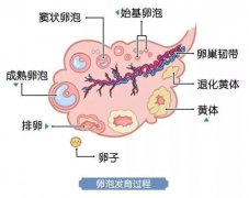 试管婴儿备孕中，关于基础卵泡的知识